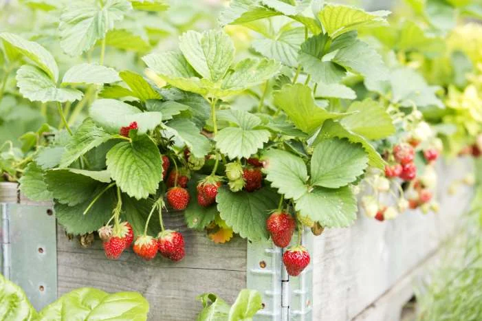Erdbeerpflanzen in einem Hochbeet